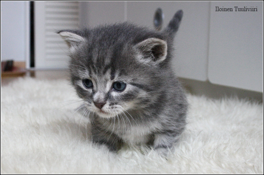 FI*Iloinen Tuuliviiri eurooppalainen lyhytkarvakissa; european shorthair cat